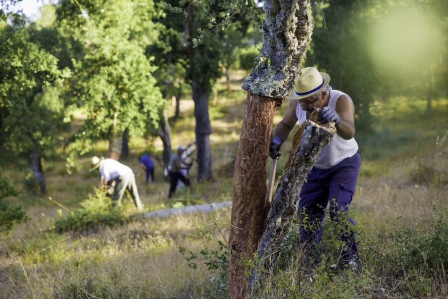2 hr Walk in the Cork Forest - Who should book this cork forest walk, and who might skip it