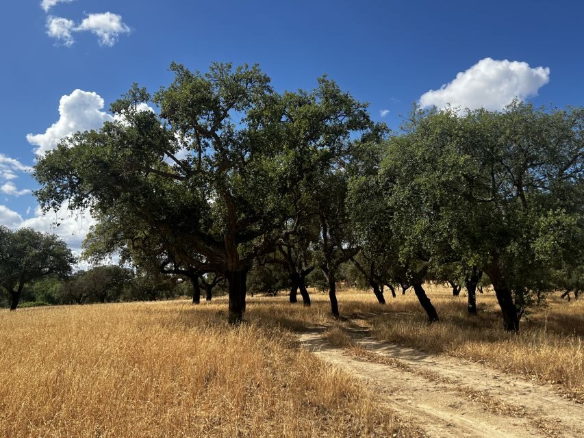 2 hr Walk in the Cork Forest - Off-road into the montado: what the drive sets up