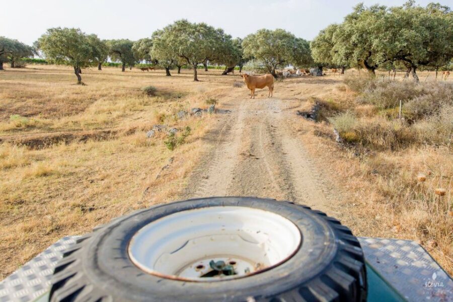 2hr Cork Safari in a Classical Land Rover - What the Small Group Does for Your Day
