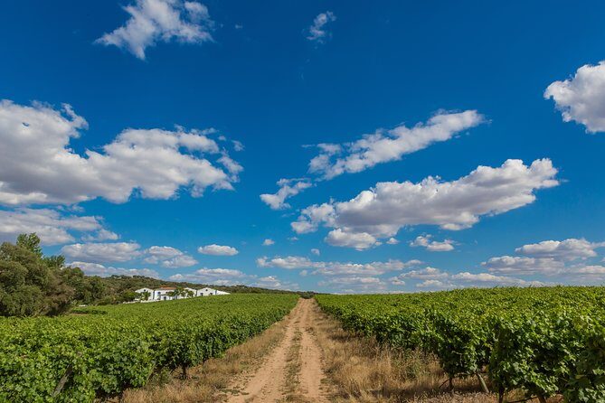 Alentejo Wine Tour from Évora - The real reason the guided pace works: small group focus