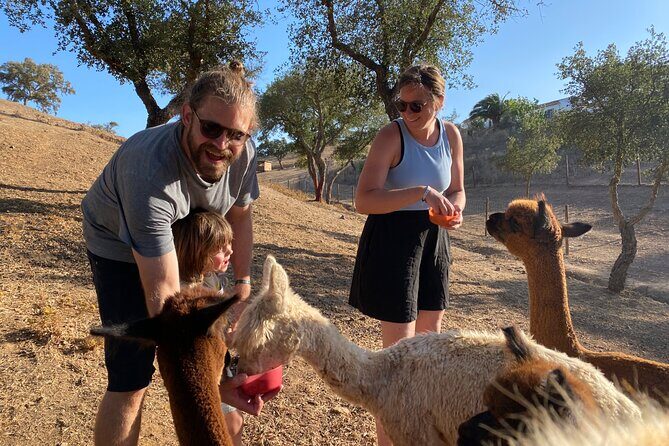 Alpaca Farm MamaAdama Meet & Feed - The Wild Horse Spot: A Property Walk That Adds Variety