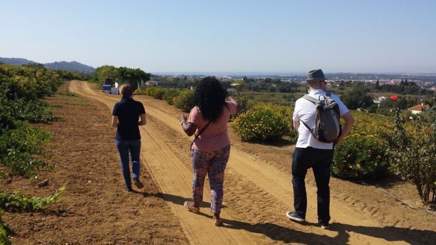 Arrábida: Full-Day Private Tour with Wine Tasting - Who this tour fits best (and who might not love it)