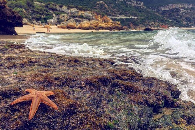 Arrabida Safari – Europe's Most Beautiful Beach & Hidden Gems - Parque Natural da Arrábida: forest roads and the mountain-meets-ocean feeling