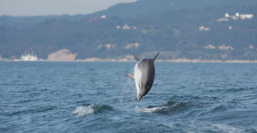 Arrábida - Sesimbra: Dolphin Watching - Quick take: what you’ll remember