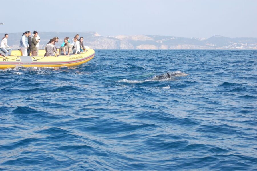 Arrábida - Sesimbra: Dolphin Watching - Sesimbra to the Sado Estuary: what makes this dolphin trip special
