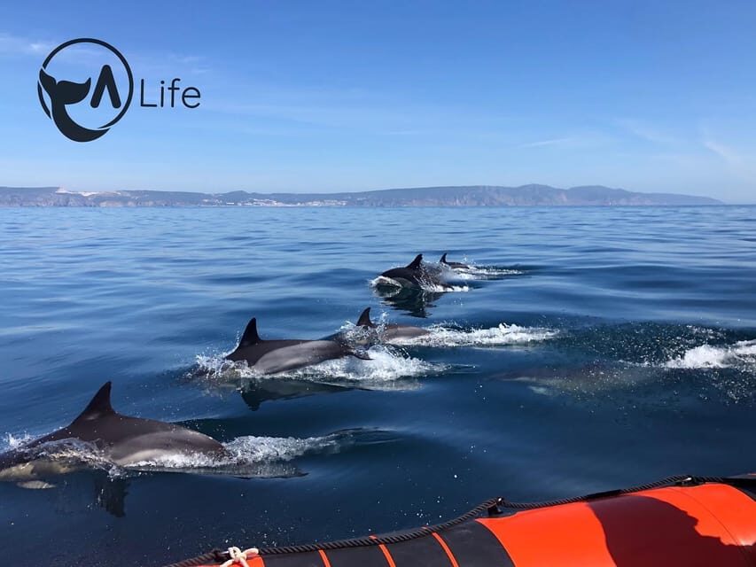 Arrábida - Sesimbra: Dolphin Watching - Dolphins in the right habitat, not a staged performance