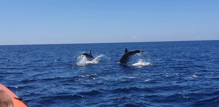 Arrábida - Sesimbra: Dolphin Watching - What’s included (and the comfort items that matter)