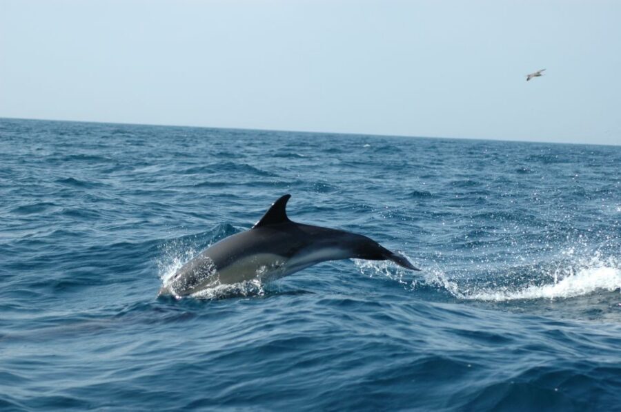 Arrábida - Sesimbra: Dolphin Watching - What to bring, what not to do, and the small rules that help