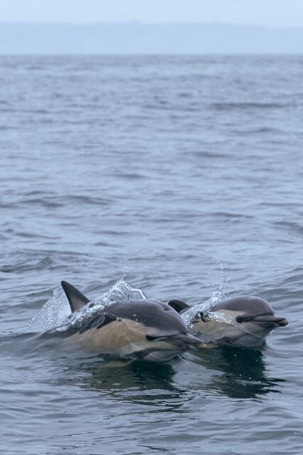 Arrábida - Sesimbra: Dolphin Watching - The boat route: Arrábida coastline views you’ll actually enjoy