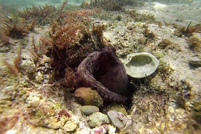 Arrábida Snorkeling Adventure with Transfer from Lisbon - Price and value: is $96.02 a fair deal from Lisbon?