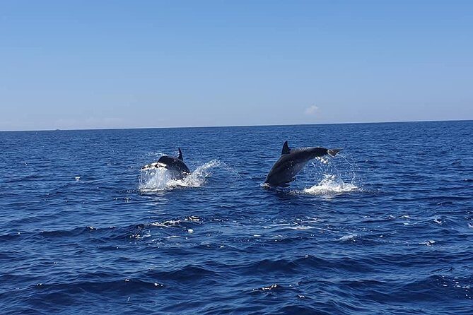 Become a dolphin protector! Lisbon Eco-dolphin watching - Key Things You’ll Notice on This Dolphin Protector Trip