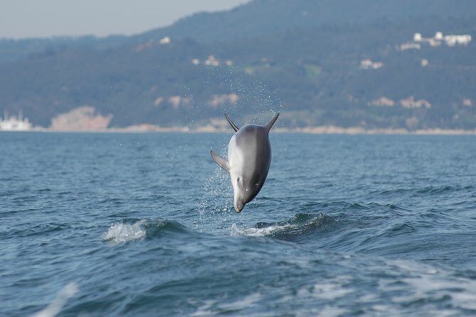 Become a dolphin protector! Lisbon Eco-dolphin watching - How “Protector Mode” Changes the Whole Dolphin-Watching Feel