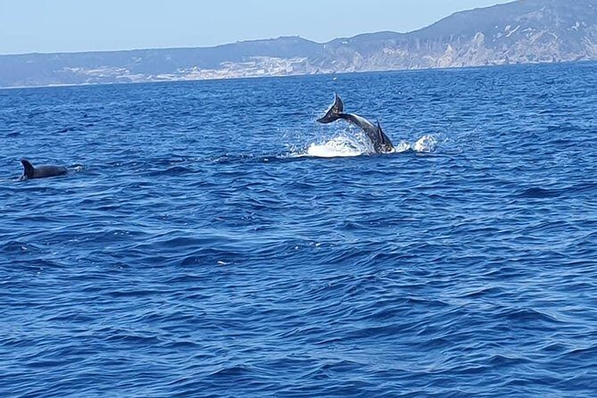 Become a dolphin protector! Lisbon Eco-dolphin watching - Plastic Pickup on the Water: The Part That Makes You a Dolphin Protector