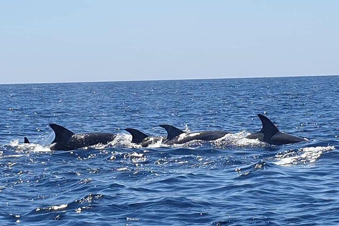Become a dolphin protector! Lisbon Eco-dolphin watching - Price and Value: Is $59.57 Worth 2 Hours 30 Minutes?