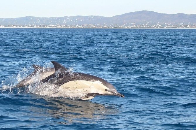 Become a dolphin protector! Lisbon Eco-dolphin watching - The 2.5 Hours: What the Timing Feels Like