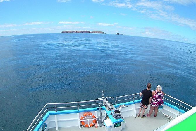 Berlengas Island Catamaran Tour - Round Trip - Wildlife odds: dolphins, sea clarity, and what to expect realistically