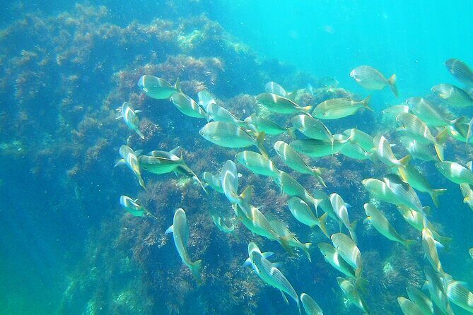 Berlengas Island Catamaran Tour + Snorkeling - Timing, weather, and the “sea decides” reality