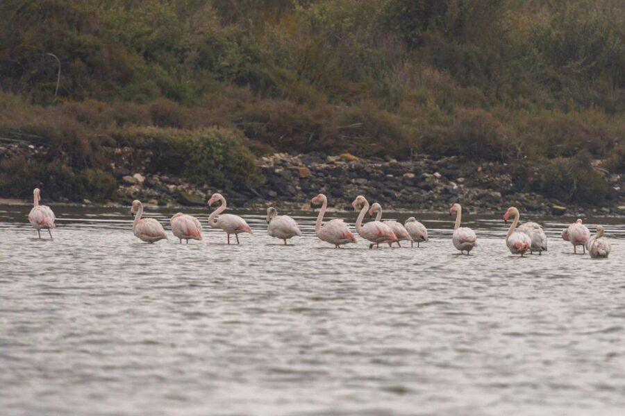 Birdwatching Boat Tour in the Tagus Estuary - Key things to know before you go