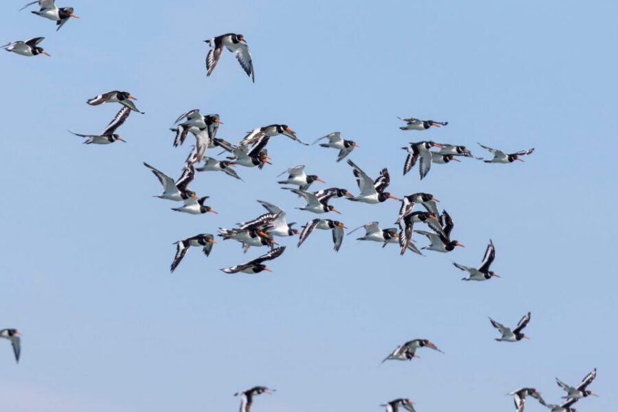 Birdwatching Boat Tour in the Tagus Estuary - Speedboat birding in the Tagus: why it feels special so near Lisbon