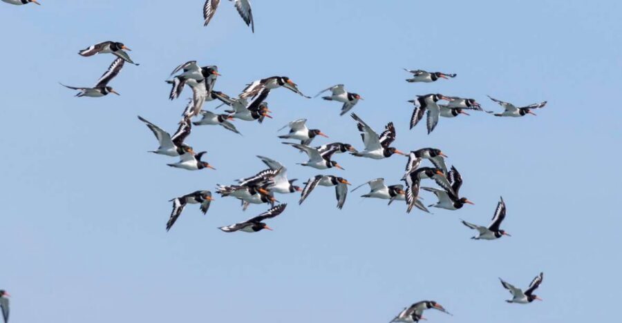Birdwatching Boat Tour in the Tagus Estuary - The first cruise stretch and the Gaio-Rosário photo stop