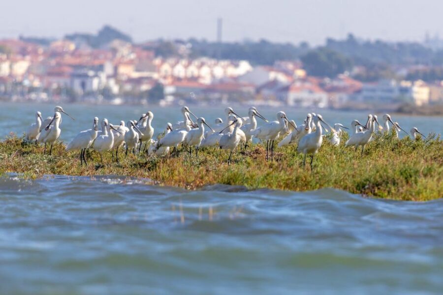 Birdwatching Boat Tour in the Tagus Estuary - Birds you can realistically expect (and why ospreys are a big deal)