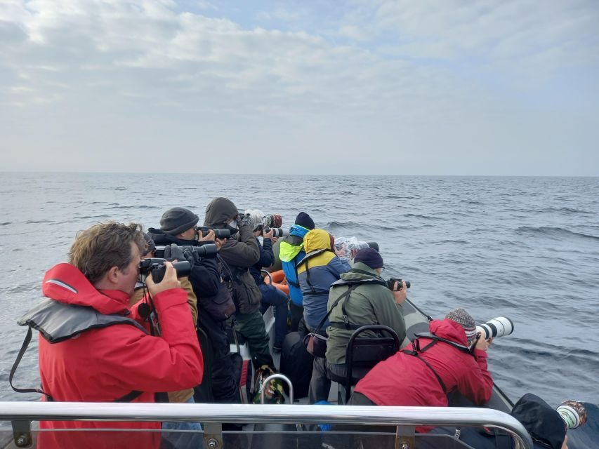 Birdwatching Boat Tour in the Tagus Estuary - How the boat ride supports birding (speed, comfort, and sightlines)