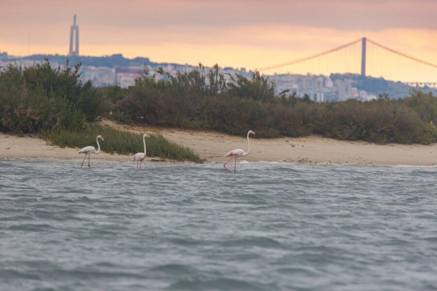 Birdwatching Boat Tour in the Tagus Estuary - What to wear and the seasickness tip that’s actually specific