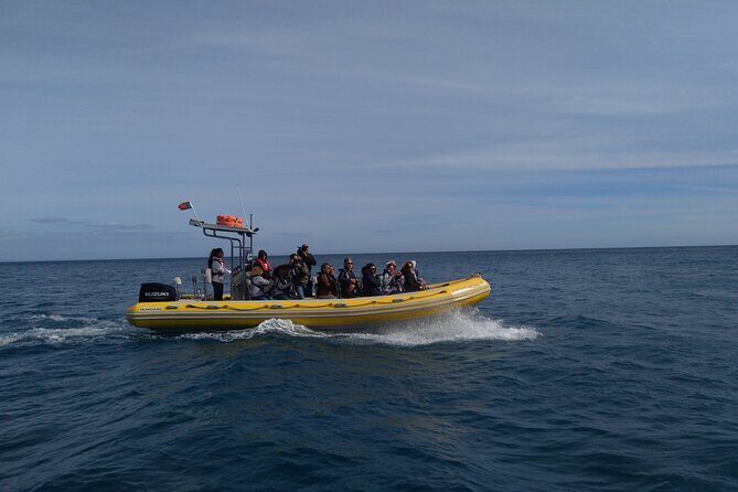 Boat Tour - Arrábida Coves - Guides and Captain: Friendly, Attentive, and Clearly in Control