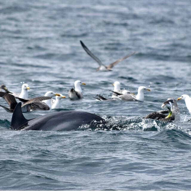 Cascais: Dolphin Watching Speedboat Tour - The first hour on the speedboat: why it’s more than just transport