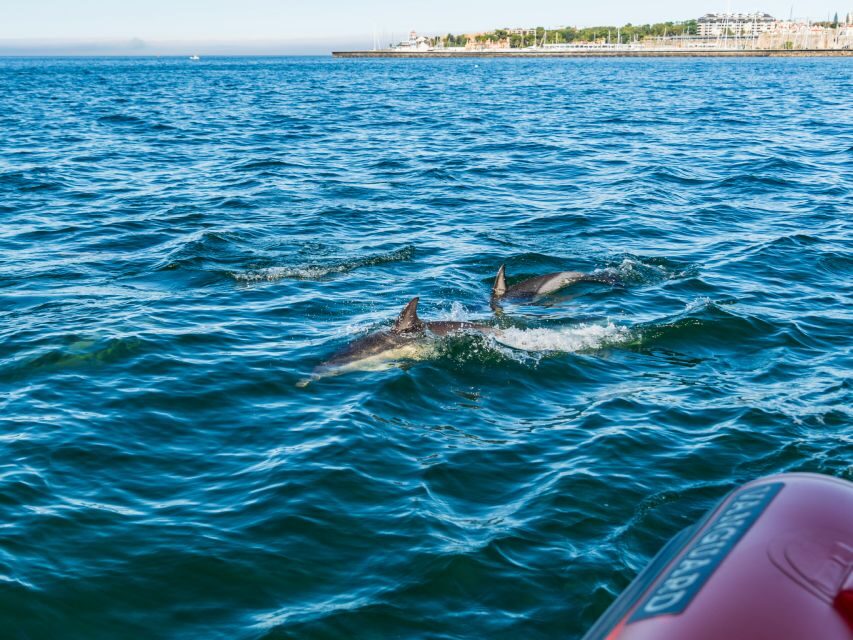 Cascais: Dolphin Watching Tour - What you’ll see along the Cascais and Estoril coast