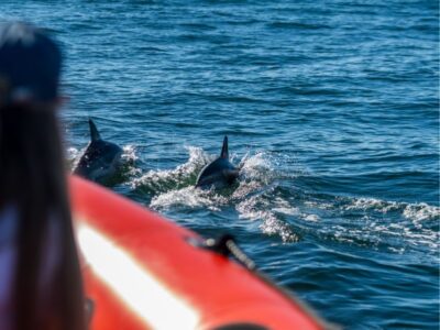 Cascais: Dolphin Watching Tour - Dolphin watching done the right way: distance, safety, and animal respect