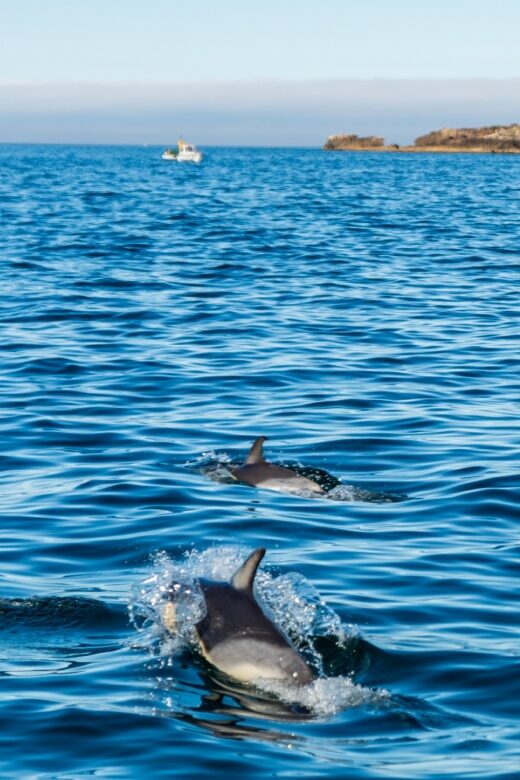 Cascais: Dolphin Watching Tour - Inside the 2-hour flow: your likely timeline and what to watch for