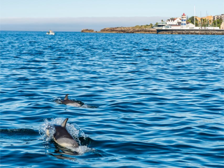 Cascais: Dolphin Watching Tour - Languages, crew guidance, and how much you’ll learn
