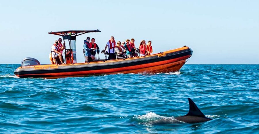 Cascais: Dolphin Watching Tour - Stop-by-stop: what each phase feels like