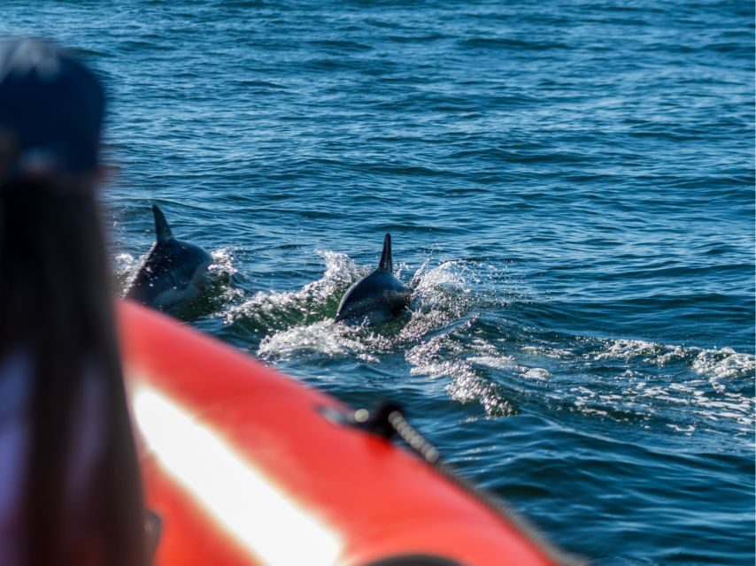 Cascais: Dolphin Watching Tour - Dolphin watching done the right way: distance, safety, and animal respect