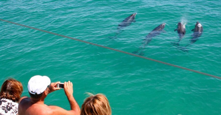 Dolphin Watching in the Wild - Half Day Private Tour - The Setúbal and estuary stop: what the time on land is for