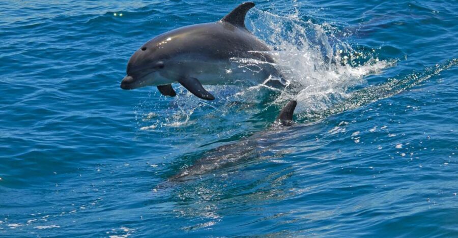 Dolphin Watching in the Wild - Half Day Private Tour - On the water for about 2 hours: how the dolphin search works in real life