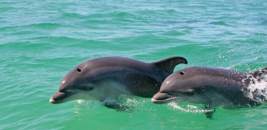 Dolphin Watching in the Wild - Half Day Private Tour - What you’ll likely see: bottlenose dolphins and estuary life