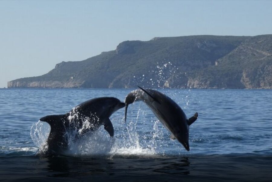 Dolphin Watching in the Wild - Half Day Private Tour - Price and value: what $213 buys you (and what it doesn’t)