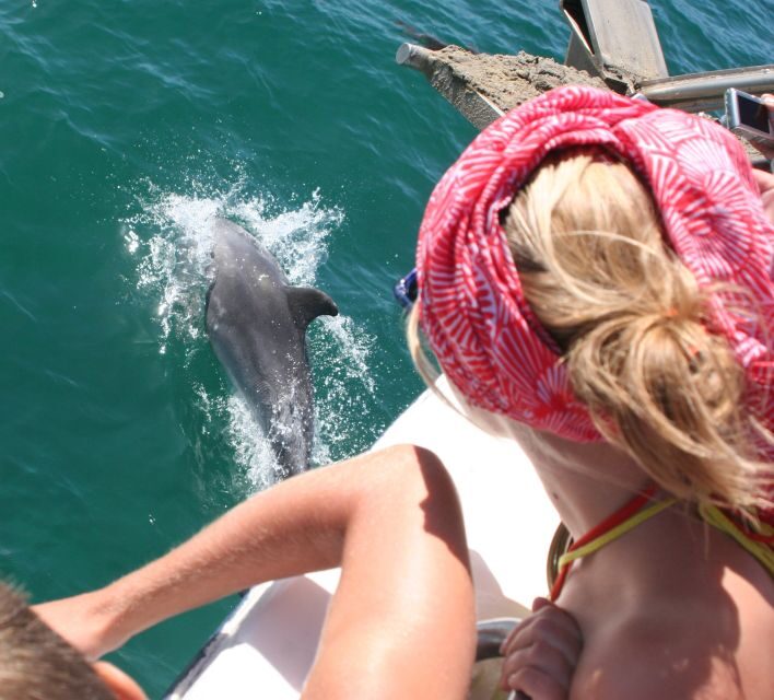 Dolphin Watching in the Wild - Half Day Private Tour - What to bring for a better dolphin day