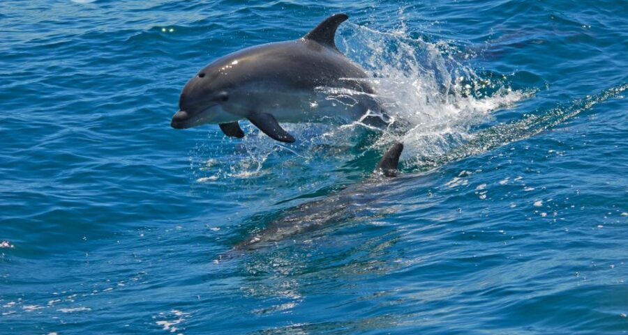Dolphin Watching in the Wild - Half Day Private Tour - Getting from Lisbon to Setúbal: the drive you’ll actually remember