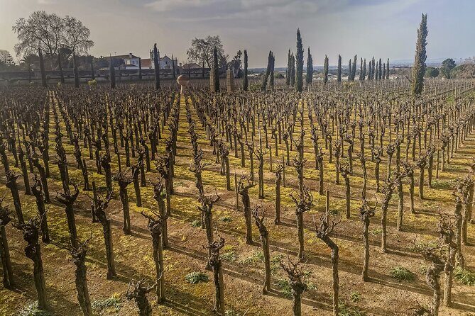 Douro Valley Private Day Trip from Lisbon: Vineyards & River View - The guide factor: why Filipe (Felipe Castro) makes the day feel easy