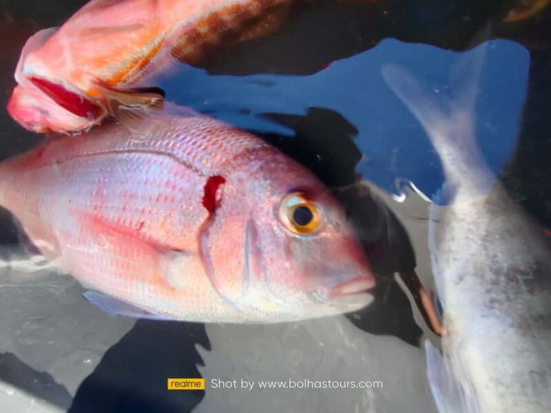 Explore Sesimbra: Sport Fishing All Inclusive half-day trip - 4 Hours in Sesimbra Waters: Coaching, Marine Life Watching, and Fishing Time