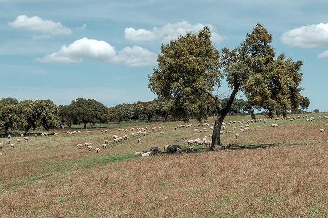 From Lisbon to Alentejo: Évora and Megaliths Full-Day Group Tour - Almendres Cromlech: why the Summer Solstice alignment matters