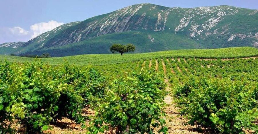 Full Day Private Wine Tour in Arrabida - Should you book this Arrábida wine tour from Lisbon?