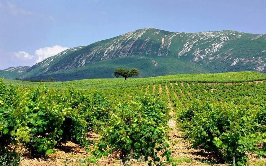 Full Day Private Wine Tour in Arrabida - Who this full-day Arrábida wine tour fits best