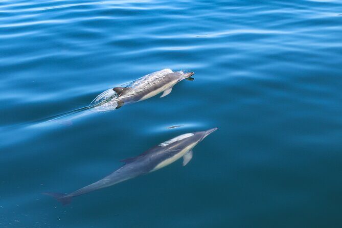 Guided Dolphin Watching in the Arrábida Natural Park - Key highlights to notice before you book