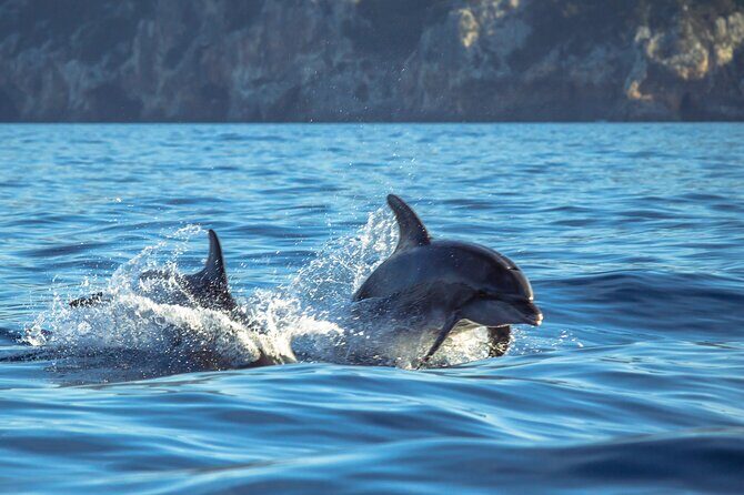 Guided Dolphin Watching in the Arrábida Natural Park - The 10:00 am start: what the timing is doing for you