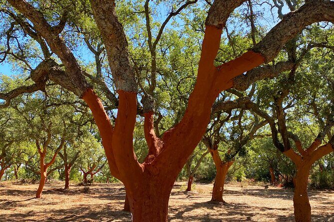 Half Day Megaliths Cromlech Tour from Evora by Archaeologists - Cork Trees, Wildflowers, and the Drive That Feels Like Part of the Story