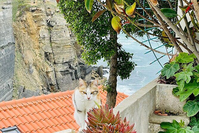 Half-Day Tour in Cascais / Sintra with Brunch and Wine Tasting - Casa da Guia: A Final Chance to Stretch, Shop, or Just Unplug